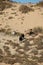 Vertical shot of a group of wildebeest grazing in a meadow