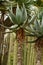 Vertical shot of growing Bitter aloe plant with large elongated leaves