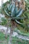 Vertical shot of growing Bitter aloe plant with large elongated leaves