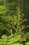 Vertical shot of a growing green Dwarf Poinciana