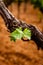 Vertical shot of growing leaf from the wounded tree trunk