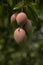 Vertical shot of growing mangoes on a tree branch