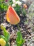 Vertical shot of a growing multicolored tulip