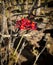 Vertical shot of growing Nettlespurges flowers