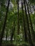 Vertical shot of growing tall tres in the forest under the sunlight