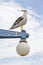 Vertical shot of a gull on an aged street light