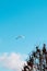 Vertical shot of a gull flying on blue sky on a sunny day