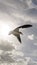 Vertical shot of a gull flying in the cloudy sky