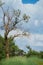 Vertical shot of a half-dried tree in a cloudy field