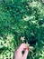 Vertical shot of a hand holding a small white bidens alba flower on the background of green leaves