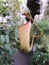 Vertical shot of a hanging tropical pitcher plant (Nepenthes) hanging on the blurred background