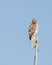 Vertical shot of a hawk resting on the internet antenna with a clear blue sky in the background