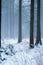 Vertical shot of a hazy forest covered with heavy snow and fog