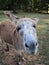 Vertical shot of the head of a donkey surrounded by trees and grass