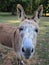 Vertical shot of the head of a donkey surrounded by trees and grass