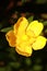 Vertical shot of the head of a five-petalled yellow flower