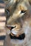 Vertical shot of a head of a lioness during daytime