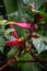 Vertical shot of a heliconia growing in a garden