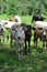 Vertical shot of a herd of American Brahman cows standing on grass farm on a sunny day