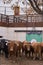 Vertical shot of herd of black and brown Spanish fighting bull in paddock