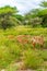 Vertical shot of a herd of Impalas in Serengeti National Park