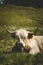 Vertical shot of a Highland cattle sitting on the grass