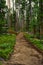 Vertical shot of a hiking trail in a forest with tall trees