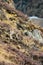 Vertical shot of Himalayan blue sheep grazing on wild mountain plants