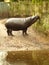 Vertical shot of a hippo standing next to the water