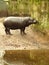 Vertical shot of a hippo standing next to the water