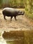 Vertical shot of a hippo standing next to the water