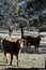 Vertical shot of horned cattle in a meadow