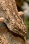 Vertical shot of a  Hosmer\'s skink crawling on a rock under the sunlight with a blurry background