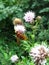 Vertical shot of a hoverfly insect on a flower with greenery on the background