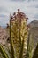 Vertical shot of a huge plant under the cloudy skies