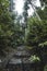 A vertical shot of a humid forest full of green vegetation covered by fog.