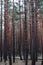 Vertical shot of hundreds of beautiful tall trees captured in a forest