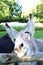 Vertical shot of an Irish donkey face