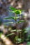 Vertical shot of Japanese stiltgrass (Microstegium vimineum) in the garden