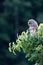 Vertical shot of a juvenile Barred Owl looking down learning how to scout for prey