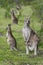 Vertical shot of kangaroos with their babies in a field covered in greenery with a blurry background