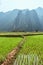 Vertical shot of Karst mountains with rice paddies in the foreground in Vang Vieng, Laos