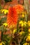 Vertical shot of kniphofia flowers under the sunlight