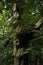 Vertical shot of a knobby tree trunk with a branch stump in the forest