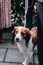 Vertical shot of a kooikerhondje dog on a leash in a park