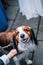 Vertical shot of a kooikerhondje dog on a leash in a park