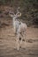Vertical shot of a kudu antelope with tiny birds on the back