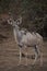 Vertical shot of a kudu antelope with tiny birds on the back