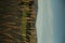 Vertical shot of a landscape with a field of reeds