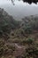 Vertical shot landscape of paramo-type vegetation with green bushes and trees in the rain forest on a cold and cloudy day on the